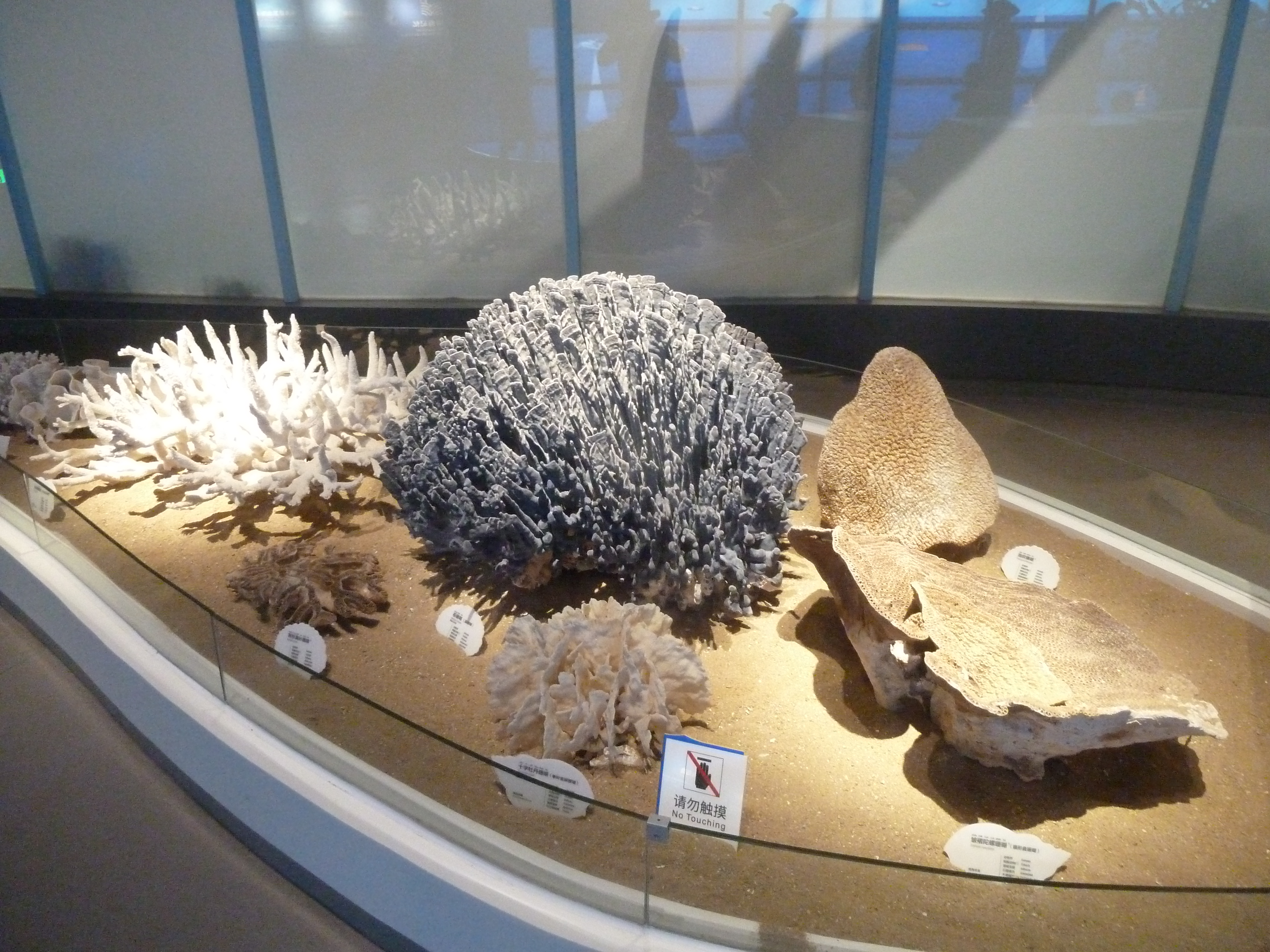 资料图：在中国(海南)南海博物馆内展出的珊瑚标本陈列资料图。